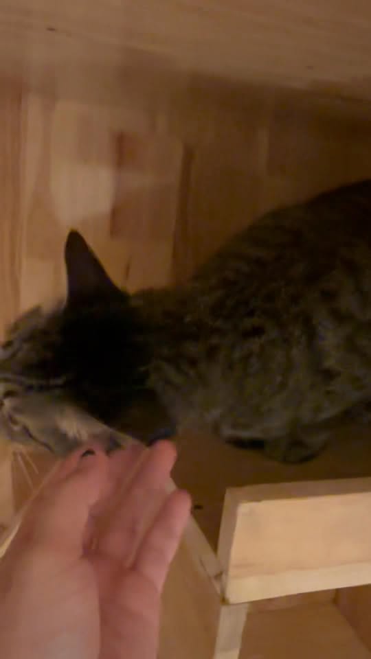 [🆕🇻🇳] Mướp Catnest – Khách sạn mèo, Pet Hotel 🐶🦜 Top1Pets 🐱🐠 Ngày đầu bạn ấy gặp tôi bạn ấy khè ra bong bóng
Cảm ơn bạn đã mở cửa tấm lòng và đón nhận tui vào nhé em bé khó tánh  , shares-0✔️ , likes-6❤️️ , date-2025-10-21 05:46:43🐶🐱🇻🇳🇻🇳🇻🇳📰🆕