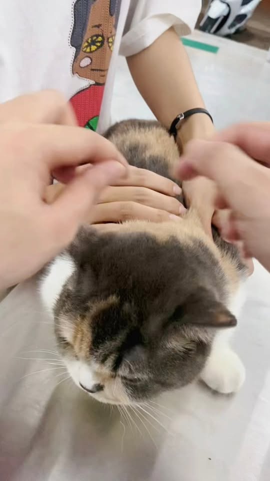 [🆕🇻🇳] Phòng khám thú y Mini Pet 🐶🦜 Top1Pets 🐱🐠 Phần 1: khám và tư vấn cho bé mèo bị rận tai-viêm tai~~~~~~~~~~
𝗣𝗵𝗼̀𝗻𝗴 𝗞𝗵𝗮́𝗺 𝗧𝗵𝘂́ 𝗬 𝗠𝗶𝗻𝗶 𝗣𝗲𝘁 – 𝙽𝚘̛𝚒 𝚌𝚑𝚊̆𝚖 𝚜𝚘́𝚌 𝚢𝚎̂𝚞 𝚝𝚑𝚞̛𝚘̛𝚗𝚐, 𝚗𝚘̛𝚒 𝚝𝚑𝚞́ 𝚌𝚞̛𝚗𝚐 đ𝚞̛𝚘̛̣𝚌 𝚝 , shares-0✔️ , likes-4❤️️ , date-2025-10-22 15:27:39🐶🐱🇻🇳🇻🇳🇻🇳📰🆕