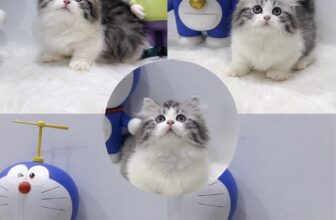[🆕🇻🇳] THI MON’S HOUSE 🐶🦜 Top1Pets 🐱🐠 Dàn báo thủ mới nhúl o v e y o u
#brishtishshorthair #bri #kitten #cats #catlover #meow #scottishfold #mèo #meotaicu , shares-4✔️ , likes-358❤️️ , date-2025-10-18 05:18:16🐶🐱🇻🇳🇻🇳🇻🇳📰🆕