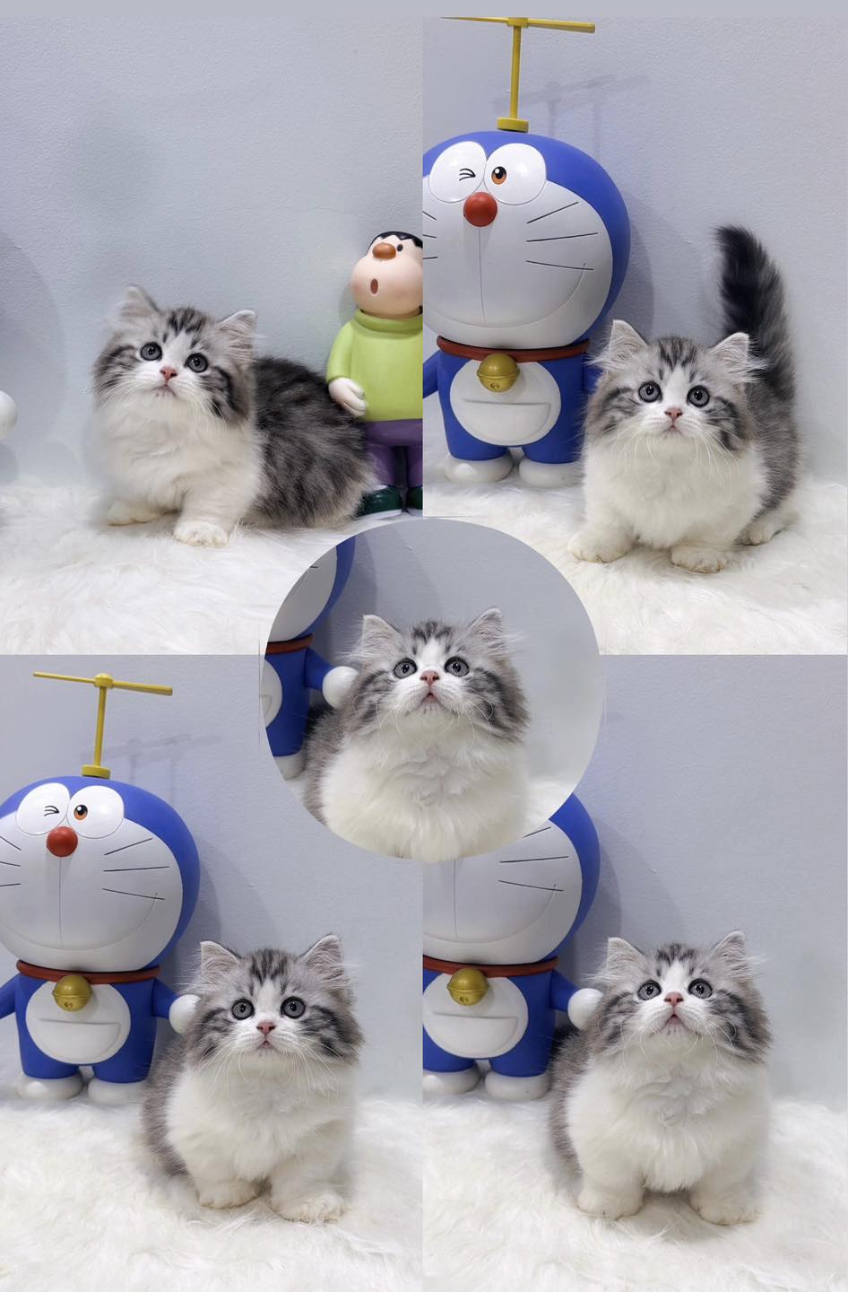 [🆕🇻🇳] THI MON’S HOUSE 🐶🦜 Top1Pets 🐱🐠 Dàn báo thủ mới nhúl o v e y o u
#brishtishshorthair #bri #kitten #cats #catlover #meow #scottishfold #mèo #meotaicu , shares-4✔️ , likes-358❤️️ , date-2025-10-18 05:18:16🐶🐱🇻🇳🇻🇳🇻🇳📰🆕
