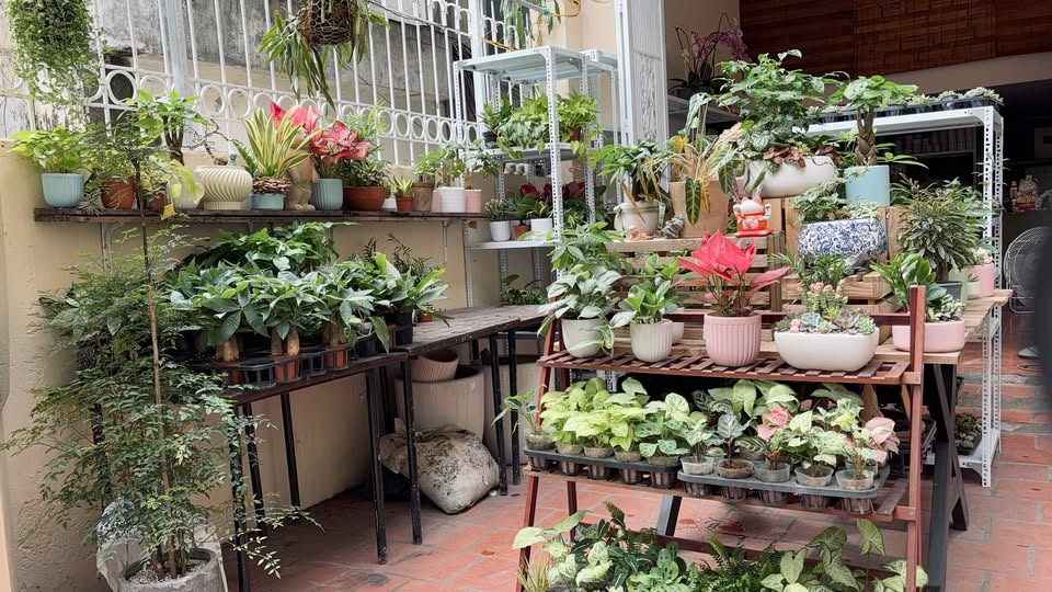 [🆕🇻🇳] Xoaif garden – Cây cảnh mini 🌳 Top1Tree 🍁 Trung bình một ngày ở Xoaif chill  , shares-0✔️ , likes-7❤️️ , date-2025-10-29 16:44:15🇻🇳🇻🇳🇻🇳📰🆕