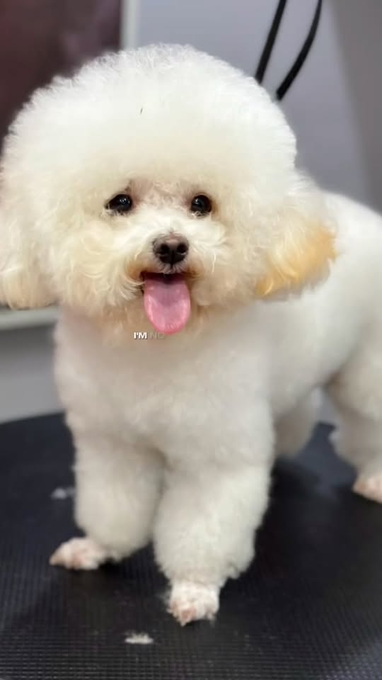 [🆕🇻🇳] Hachiko Pet Center – Quận 7  🐶🦜 Top1Pets 🐱🐠 Em bé gấu bông được bame chở qua Hachiko độ lại bộ lông bồng bềnh của mìnhhh  nhìn iu quá lun đóoo bame nhớ đến Hachiko pet center quận 7 để chăm chút bộ l , shares-0✔️ , likes-2❤️️ , date-2025-10-24 02:42:18🐶🐱🇻🇳🇻🇳🇻🇳📰🆕