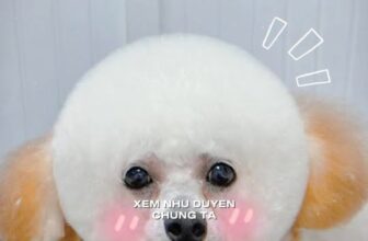 [🆕🇻🇳] Lu Pet Shop – Dịch vụ thú cưng Bà Rịa 🐶🦜 Top1Pets 🐱🐠 Bo Chinh đẹpCuối tuần này, đừng ngại vi vu! Hãy để boss được trải nghiệm tại  Lu Pet Spa nhaaaĐặt lịch ngay hôm nay để boss có cuối tuần tuyệt vời  , shares-0✔️ , likes-2❤️️ , date-2025-10-24 04:30:39🐶🐱🇻🇳🇻🇳🇻🇳📰🆕