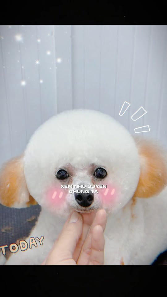 [🆕🇻🇳] Lu Pet Shop – Dịch vụ thú cưng Bà Rịa 🐶🦜 Top1Pets 🐱🐠 Bo Chinh đẹpCuối tuần này, đừng ngại vi vu! Hãy để boss được trải nghiệm tại  Lu Pet Spa nhaaaĐặt lịch ngay hôm nay để boss có cuối tuần tuyệt vời  , shares-0✔️ , likes-2❤️️ , date-2025-10-24 04:30:39🐶🐱🇻🇳🇻🇳🇻🇳📰🆕