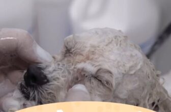 [🆕🇻🇳] ASIA PET Hospital 🐶🦜 Top1Pets 🐱🐠  Tin nóng cho hội sen mê làm đẹp bossAsia Pet chơi lớn – GIẢM 30% toàn bộ dịch vụ Spa & Grooming nha!
– Tắm vệ sinh, cắt tỉa, dưỡng lông, chăm sóc toàn , shares-0✔️ , likes-3❤️️ , date-2025-10-27 15:54:12🐶🐱🇻🇳🇻🇳🇻🇳📰🆕