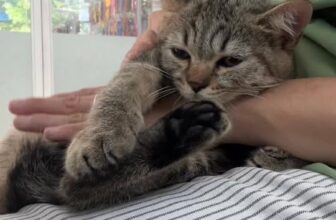 [🆕🇻🇳] LIO HOME PET 🐶🦜 Top1Pets 🐱🐠 Đi spa để làm đẹp ư, không em đi spa để được ru ngủ , shares-0✔️ , likes-3❤️️ , date-2025-10-23 21:22:19🐶🐱🇻🇳🇻🇳🇻🇳📰🆕