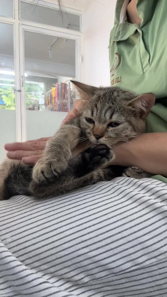 [🆕🇻🇳] LIO HOME PET 🐶🦜 Top1Pets 🐱🐠 Đi spa để làm đẹp ư, không em đi spa để được ru ngủ , shares-0✔️ , likes-3❤️️ , date-2025-10-23 21:22:19🐶🐱🇻🇳🇻🇳🇻🇳📰🆕