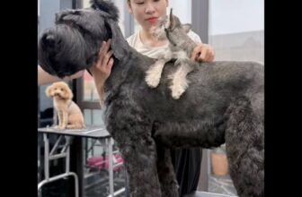 [🆕🇻🇳] LanLan Pet – Hà Nội 🐶🦜 Top1Pets 🐱🐠 Cùng Lanlanpet làm đẹp cho bé bự này nhé
#lanlanpet #lanlanpethanoi , shares-0✔️ , likes-5❤️️ , date-2025-10-24 18:09:54🐶🐱🇻🇳🇻🇳🇻🇳📰🆕