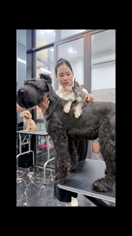 [🆕🇻🇳] LanLan Pet – Hà Nội 🐶🦜 Top1Pets 🐱🐠 Cùng Lanlanpet làm đẹp cho bé bự này nhé
#lanlanpet #lanlanpethanoi , shares-0✔️ , likes-5❤️️ , date-2025-10-24 18:09:54🐶🐱🇻🇳🇻🇳🇻🇳📰🆕