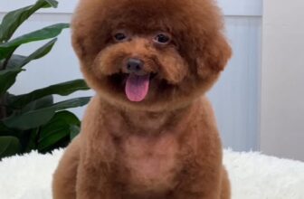 [🆕🇻🇳] Coca Pet Grooming – Chuyên tắm, cắt tỉa, vệ sinh, phụ kiện, thức ăn thú cưng 🐶🦜 Top1Pets 🐱🐠 ĐI SPA CÙNG Ú
Quý khách cần tư vấn và đặt lịch sử dụng dịch vụ cho Boss thì liên hệ với chúng em nha! ———————————————
Thông  , shares-0✔️ , likes-5❤️️ , date-2025-10-24 16:34:48🐶🐱🇻🇳🇻🇳🇻🇳📰🆕