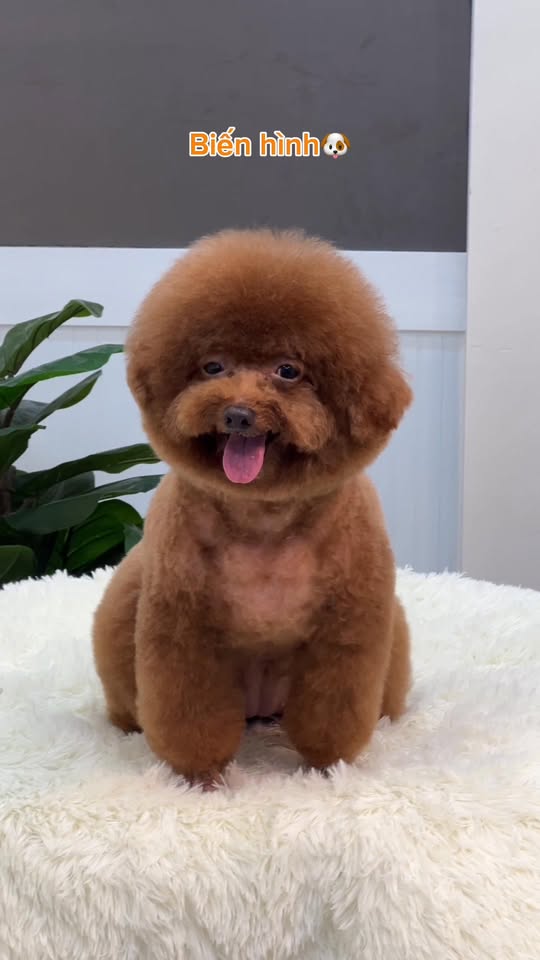 [🆕🇻🇳] Coca Pet Grooming – Chuyên tắm, cắt tỉa, vệ sinh, phụ kiện, thức ăn thú cưng 🐶🦜 Top1Pets 🐱🐠 ĐI SPA CÙNG Ú
Quý khách cần tư vấn và đặt lịch sử dụng dịch vụ cho Boss thì liên hệ với chúng em nha! ———————————————
Thông  , shares-0✔️ , likes-5❤️️ , date-2025-10-24 16:34:48🐶🐱🇻🇳🇻🇳🇻🇳📰🆕