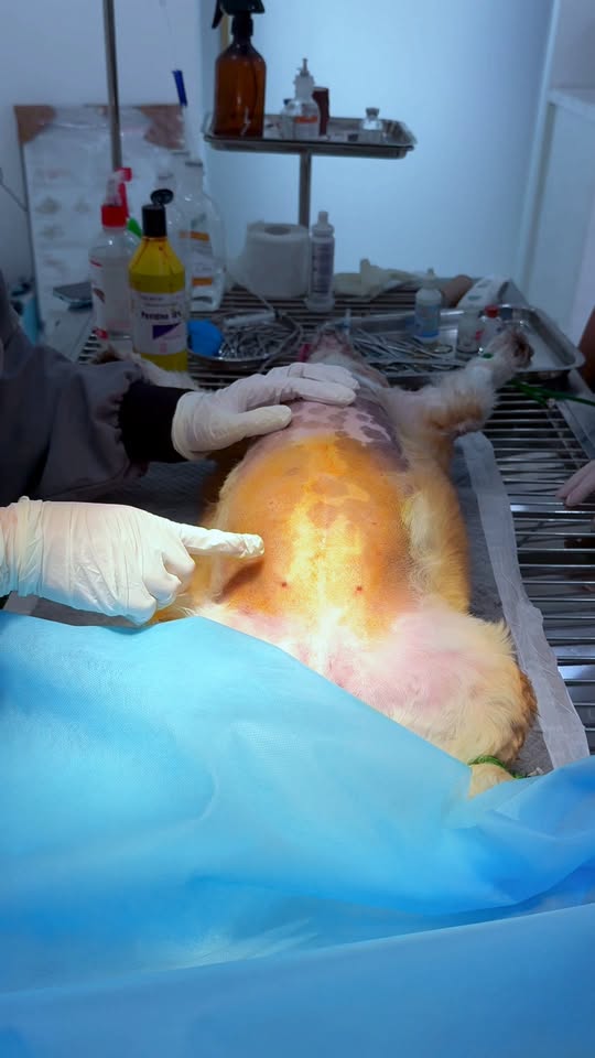 [🆕🇻🇳] Trung Tâm Thú Cưng T.VET Clinic – Quy Nhơn 🐶🦜 Top1Pets 🐱🐠 Fashion quá mứcCẮT TỈA LÔNG THÚ CƯNG CHUYÊN NGHIỆPBạn muốn bé cưng luôn sạch sẽ – gọn gàng – đáng yêu?
Hãy để đội ngũ groomer của chúng tôi chăm só , shares-0✔️ , likes-0❤️️ , date-2025-10-19 16:14:10🐶🐱🇻🇳🇻🇳🇻🇳📰🆕