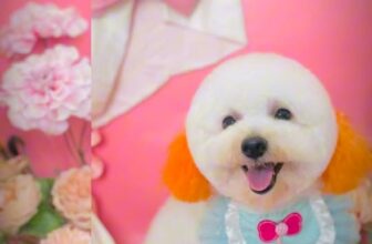 [🆕🇻🇳] Chip’s PetShop – Khách Sạn Thú Cưng 🐶🦜 Top1Pets 🐱🐠 Nắng đẹp thế này mà khum đi xì pa thì phí quá các pác ui  , shares-0✔️ , likes-0❤️️ , date-2025-10-25 21:22:54🐶🐱🇻🇳🇻🇳🇻🇳📰🆕