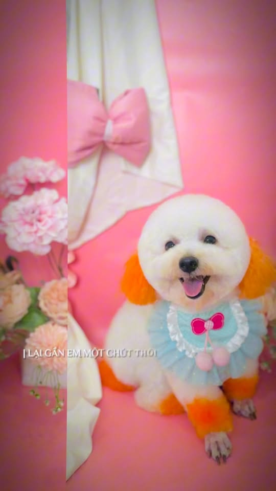 [🆕🇻🇳] Chip’s PetShop – Khách Sạn Thú Cưng 🐶🦜 Top1Pets 🐱🐠 Nắng đẹp thế này mà khum đi xì pa thì phí quá các pác ui  , shares-0✔️ , likes-0❤️️ , date-2025-10-25 21:22:54🐶🐱🇻🇳🇻🇳🇻🇳📰🆕