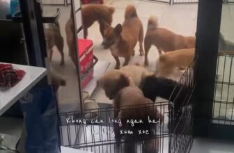 [🆕🇻🇳] PetPaw Pet Shop 🐶🦜 Top1Pets 🐱🐠  BAME đi chơi chưa biết gởi mấy “ẻm” ở đâu!?
Lo lắng mấy “ẻm” không được thoải mái vui chơi như ở nhà !?
—— Để  #PetPaw lo, bame khoải “phờ – lo”𝐏𝐞𝐭𝐩𝐚𝐰 , shares-0✔️ , likes-2❤️️ , date-2025-10-21 17:38:58🐶🐱🇻🇳🇻🇳🇻🇳📰🆕