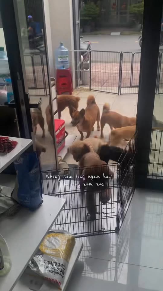 [🆕🇻🇳] PetPaw Pet Shop 🐶🦜 Top1Pets 🐱🐠  BAME đi chơi chưa biết gởi mấy “ẻm” ở đâu!?
Lo lắng mấy “ẻm” không được thoải mái vui chơi như ở nhà !?
—— Để  #PetPaw lo, bame khoải “phờ – lo”𝐏𝐞𝐭𝐩𝐚𝐰 , shares-0✔️ , likes-2❤️️ , date-2025-10-21 17:38:58🐶🐱🇻🇳🇻🇳🇻🇳📰🆕