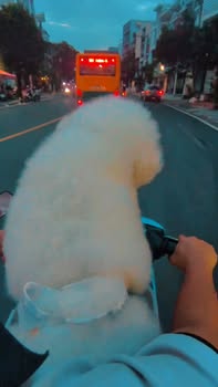 [🆕🇻🇳] Cắt Tỉa Lông Thú Cưng Bình Thạnh 🐶🦜 Top1Pets 🐱🐠 u2728 Tu1eaeM TRu1eaeNG Su1ea0CH THu01a0M, GIu1ea2M u1ed0 Vu00c0NG CHO Bu00c9 THu00da Cu01afNG Lu00d4NG TRu1eaeNG – KHu00d4NG PHu1ee4 PHu00 , shares-0✔️ , likes-0❤️️ , date-2025-10-23 16:48:55🐶🐱🇻🇳🇻🇳🇻🇳📰🆕