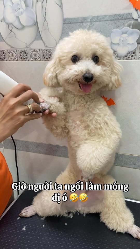 [🆕🇻🇳] Pety Station Quận 8 – Spa, grooming, hotel, thức ăn và phụ kiện cho thú cưng 🐶🦜 Top1Pets 🐱🐠 Cái kiểu ngồi vị á𝑻𝒉𝒐̂𝒏𝒈 𝒕𝒊𝒏 𝒍𝒊𝒆̂𝒏 𝒉𝒆̣̂:
Fanpage: Pety Station Quận 8
Địa chỉ: 582 Hưng Phú, Phường Chánh Hưng, Quận 8
Gg maps:
Hotline: 084 216115 , shares-0✔️ , likes-0❤️️ , date-2025-10-28 16:10:57🐶🐱🇻🇳🇻🇳🇻🇳📰🆕