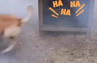 [🆕🇻🇳] Bệnh Viện Thú Y ProCare 🐶🦜 Top1Pets 🐱🐠 Cùng cười cuối tuần nào các Sen..!!! , shares-0✔️ , likes-19❤️️ , date-2025-10-25 16:54:16🐶🐱🇻🇳🇻🇳🇻🇳📰🆕