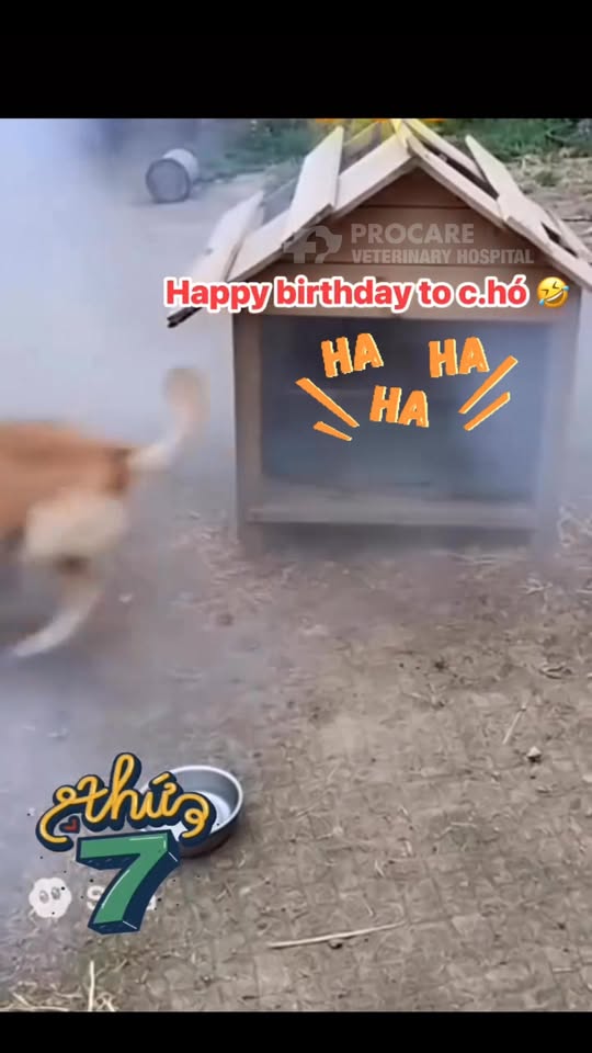 [🆕🇻🇳] Bệnh Viện Thú Y ProCare 🐶🦜 Top1Pets 🐱🐠 Cùng cười cuối tuần nào các Sen..!!! , shares-0✔️ , likes-19❤️️ , date-2025-10-25 16:54:16🐶🐱🇻🇳🇻🇳🇻🇳📰🆕