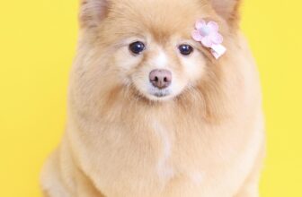 [🆕🇻🇳] PP’s Grooming –  chuyên về các dịch vụ tắm, cắt, tạo kiểu theo yêu cầu 🐶🦜 Top1Pets 🐱🐠 Chúc các “mẹ bỉm thú cưng” ngày 20/10 thật xinh đẹp, rạng rỡ và hạnh phúc bên các bé cưng nha
Tiệm gửi tặng lời cảm ơn chân thành vì luôn yêu thương, tin  , shares-0✔️ , likes-202❤️️ , date-2025-10-21 02:54:35🐶🐱🇻🇳🇻🇳🇻🇳📰🆕