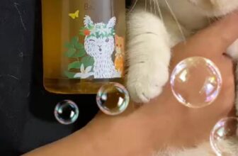 [🆕🇻🇳] PetChoice PetShop  🐶🦜 Top1Pets 🐱🐠 Tắm ở nhà mà tưởng đi spa nè 2
Click giỏ hàng tham khảo sữa tắm thuần thiên nhiên siêu dịu kha nhé các tình iu
#tender #cat , shares-0✔️ , likes-0❤️️ , date-2025-10-28 17:55:23🐶🐱🇻🇳🇻🇳🇻🇳📰🆕