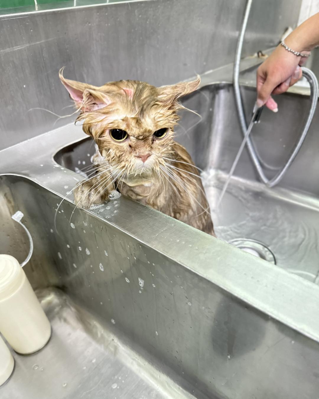 [🆕🇻🇳] AquameoW’s Family – Cửa hàng vật nuôi 🐶🦜 Top1Pets 🐱🐠  sáng nay … t lủi ra khách lủi dô .. khách cười hề hề nói :” Em biết ngay hnay sẽ ế mà “ ….. alo loài người  ai mượn loài ngườiiiiiiiiiLoài người tàn ác , shares-0✔️ , likes-35❤️️ , date-2025-10-20 18:30:41🐶🐱🇻🇳🇻🇳🇻🇳📰🆕