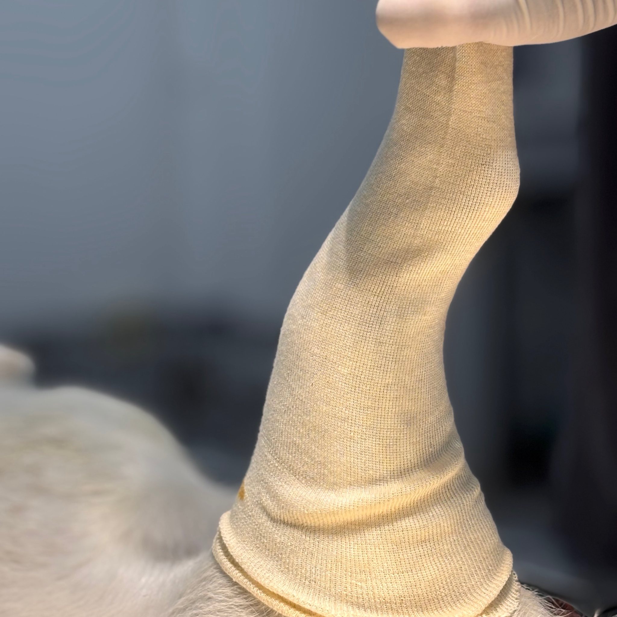 [🆕🇻🇳] Phòng khám Thú y Đồng Hành Cần Thơ 🐶🦜 Top1Pets 🐱🐠 RƯỢC GÁI TÉ GÃY CHÂNCAN THO CONPANION ANIMALS CLINIC
Phòng khám Thú y Đồng Hành Cần Thơ
“Sứ mệnh chăm sóc người bạn đồng hành”
Thời gian: 8 giờ đến 20 , shares-0✔️ , likes-8❤️️ , date-2025-10-23 21:51:56🐶🐱🇻🇳🇻🇳🇻🇳📰🆕