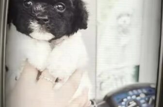 [🆕🇻🇳] SADO PETs 🐶🦜 Top1Pets 🐱🐠 Dặm thêm dùm miếng mực đi plzzzz , shares-0✔️ , likes-0❤️️ , date-2025-10-27 19:50:56🐶🐱🇻🇳🇻🇳🇻🇳📰🆕