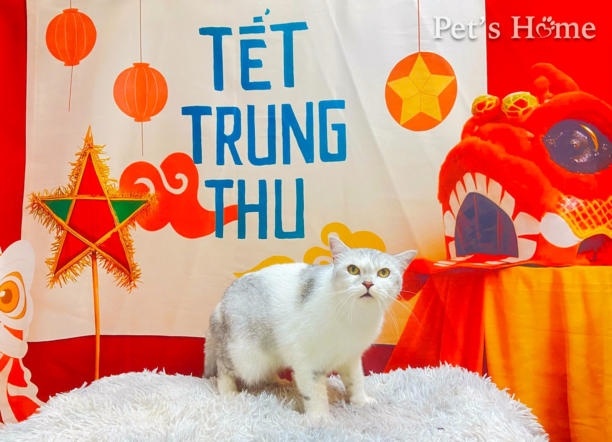 [🆕🇻🇳] Pet’s Home – Hệ thống cửa hàng thú cưng 🐶🦜 Top1Pets 🐱🐠  Thứ 6 là ngày để mấy bà Boss chill một chút đó mấy Sen ơi, chill chút thì vui, chill nhiều vui hơn nà.
Tắm Spa, sấy lông, dưỡng da thơm tho ngất ngây cuối , shares-0✔️ , likes-0❤️️ , date-2025-10-24 17:20:03🐶🐱🇻🇳🇻🇳🇻🇳📰🆕