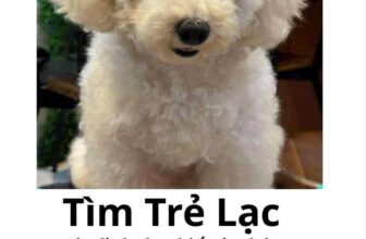 [🆕🇻🇳] Loppy Pet’s Home 🐶🦜 Top1Pets 🐱🐠 Không liên quan tới thỏ nhưng xin nhờ mọi người share giúp bạn của bạn của Loppy nha
Mọi người Like, share, comment thật nhiều để nhiều người nhìn thấy ạ.  , shares-1✔️ , likes-2❤️️ , date-2025-10-20 16:04:20🐶🐱🇻🇳🇻🇳🇻🇳📰🆕