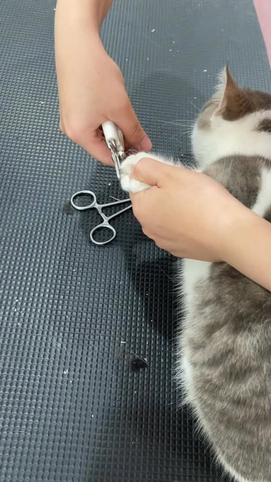 [🆕🇻🇳] Boss City – 174 Đường 3 Tháng 2 – Pet Shop, Spa Grooming & Hotel Lưu Trú 🐶🦜 Top1Pets 🐱🐠  TẮM THÌ DỄ – BẤM MÓNG, VỆ SINH TAI, ĐÁNH RĂNG MỚI KHÓ!
Sen nào từng thử tự chăm boss ở nhà chắc hiểu cảm giác “vật lộn” khi đến mấy bước như bấm móng, vệ , shares-0✔️ , likes-3❤️️ , date-2025-10-24 06:00:25🐶🐱🇻🇳🇻🇳🇻🇳📰🆕