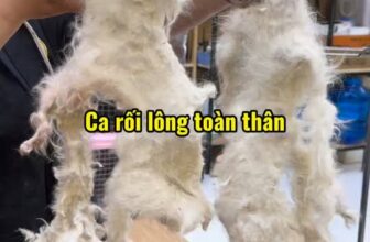 [🆕🇻🇳] Việt Spa Tiệm Làm Đẹp Thú Cưng 🐶🦜 Top1Pets 🐱🐠 Đừng để ‘rối lông’ trở thành ‘rối lòng’ nha ba mẹ ơi!#ViệtSpaTiệmLàmĐẹpThúCưng #CắtTỉaChóMèoTâyNinh #SiêuThịThúCưngTâyNinh , shares-0✔️ , likes-11❤️️ , date-2025-10-25 02:40:01🐶🐱🇻🇳🇻🇳🇻🇳📰🆕