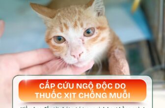 [🆕🇻🇳] Bệnh Viện Thú Y Pet Joy Hồ Chí Minh 🐶🦜 Top1Pets 🐱🐠  NGỘ ĐỘC THUỐC XỊT CHỐNG MUỖI – CA CẤP CỨU GIỮA ĐÊM CHO BÉ MÈO NHỎĐêm muộn, một bé mèo con được gia đình đưa đến Bệnh viện Thú y Pet Joy trong tình trạng , shares-1✔️ , likes-1❤️️ , date-2025-10-24 02:00:59🐶🐱🇻🇳🇻🇳🇻🇳📰🆕