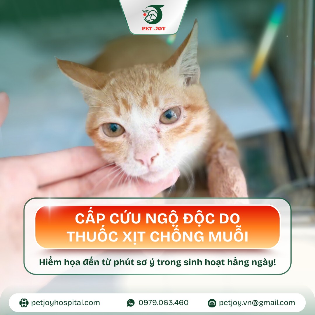 [🆕🇻🇳] Bệnh Viện Thú Y Pet Joy Hồ Chí Minh 🐶🦜 Top1Pets 🐱🐠  NGỘ ĐỘC THUỐC XỊT CHỐNG MUỖI – CA CẤP CỨU GIỮA ĐÊM CHO BÉ MÈO NHỎĐêm muộn, một bé mèo con được gia đình đưa đến Bệnh viện Thú y Pet Joy trong tình trạng , shares-1✔️ , likes-1❤️️ , date-2025-10-24 02:00:59🐶🐱🇻🇳🇻🇳🇻🇳📰🆕