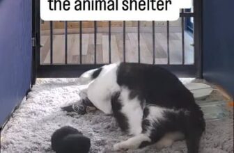 [🆕🇻🇳] Pet Piano 🐶🦜 Top1Pets 🐱🐠 POV: An adult cat at the shelter using the @thepetpiano #petpiano , shares-0✔️ , likes-199❤️️ , date-2025-10-22 02:59:14🐶🐱🇻🇳🇻🇳🇻🇳📰🆕