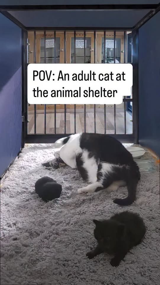 [🆕🇻🇳] Pet Piano 🐶🦜 Top1Pets 🐱🐠 POV: An adult cat at the shelter using the @thepetpiano #petpiano , shares-0✔️ , likes-199❤️️ , date-2025-10-22 02:59:14🐶🐱🇻🇳🇻🇳🇻🇳📰🆕