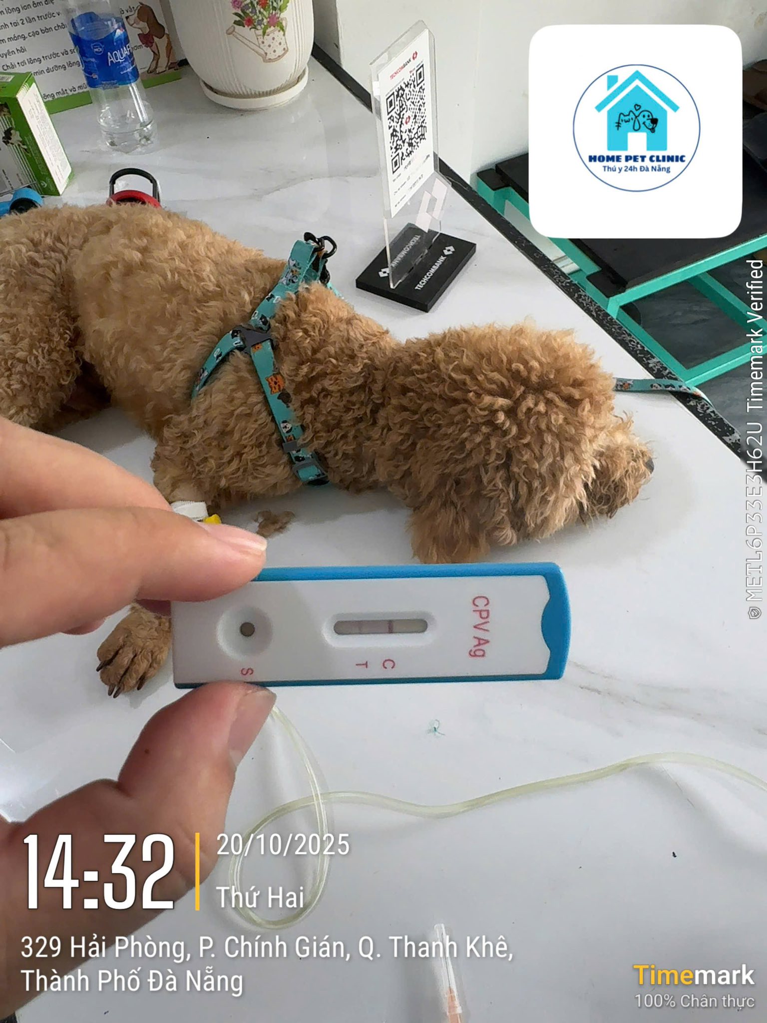 [🆕🇻🇳] Dịch vụ thú y tại nhà 24h Đà Nẵng HomePet 🐶🦜 Top1Pets 🐱🐠 Thời tiết thay đổi khiến sức đề kháng của chó mèo giảm, virus và vi khuẩn dễ xâm nhập hơn.
Việc tiêm đầy đủ vaccine định kỳ giúp phòng ngừa các bệnh nguy h , shares-0✔️ , likes-2❤️️ , date-2025-10-23 18:48:18🐶🐱🇻🇳🇻🇳🇻🇳📰🆕