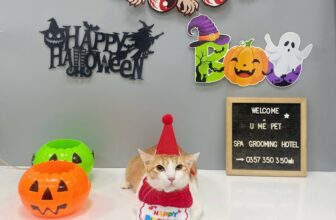 [🆕🇻🇳] U Mê Pet Shop – Dịch Vụ SPA & HOTEL Cao Cấp Quận 11 🐶🦜 Top1Pets 🐱🐠 Sen nhờ chụp bộ ảnh sinh nhật cho bé mèo cam tai tiếng  Mà cái mẹt không quan tâm#Ngày mai Thứ 6 sốp em hoạt động bình thường rồi nha mọi người
, shares-1✔️ , likes-8❤️️ , date-2025-10-24 02:25:15🐶🐱🇻🇳🇻🇳🇻🇳📰🆕