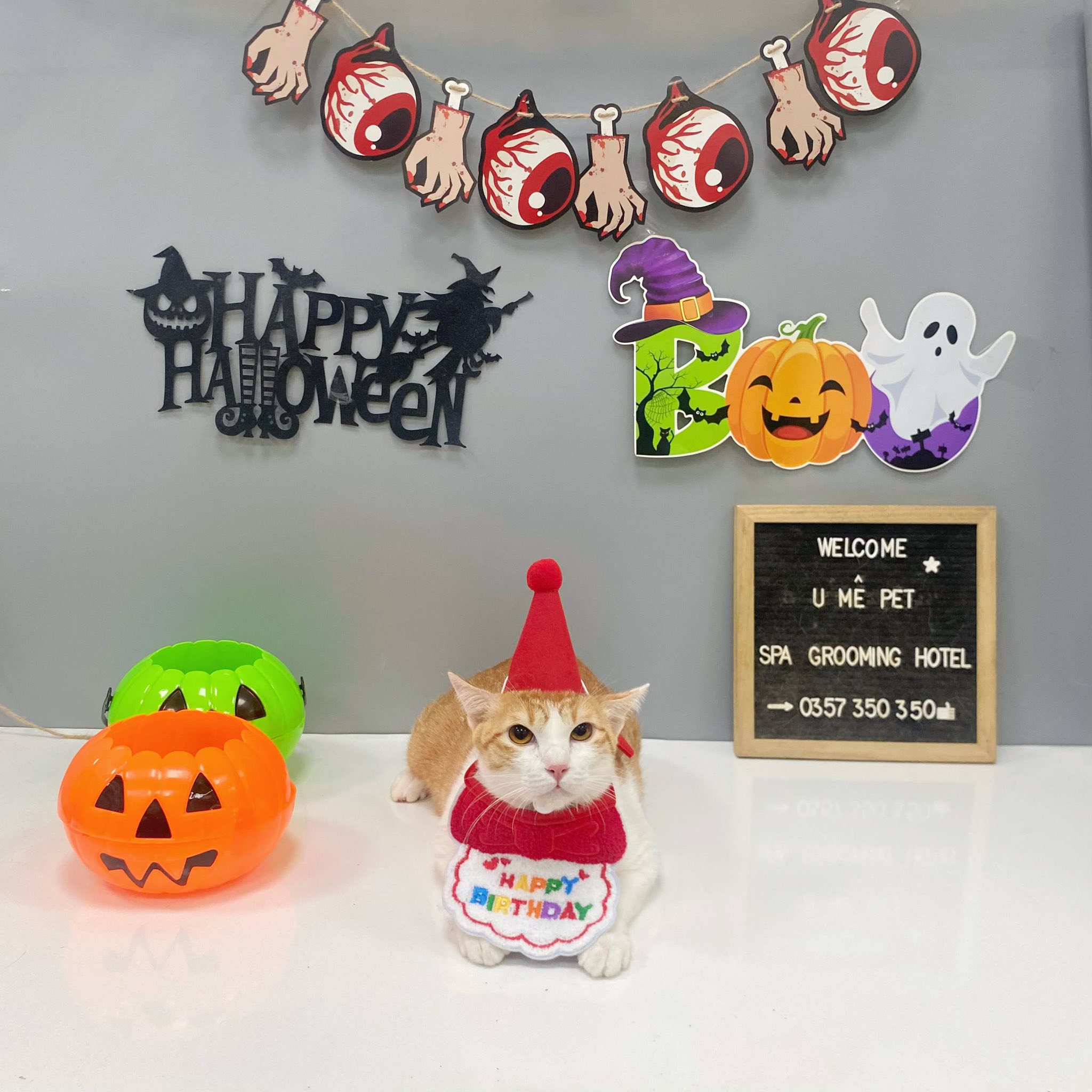 [🆕🇻🇳] U Mê Pet Shop – Dịch Vụ SPA & HOTEL Cao Cấp Quận 11 🐶🦜 Top1Pets 🐱🐠 Sen nhờ chụp bộ ảnh sinh nhật cho bé mèo cam tai tiếng  Mà cái mẹt không quan tâm#Ngày mai Thứ 6 sốp em hoạt động bình thường rồi nha mọi người
, shares-1✔️ , likes-8❤️️ , date-2025-10-24 02:25:15🐶🐱🇻🇳🇻🇳🇻🇳📰🆕