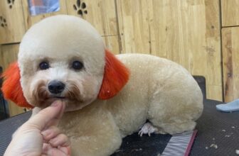 [🆕🇻🇳] Okyo Pet House – Shop Thú Cưng 🐶🦜 Top1Pets 🐱🐠 Cuối tuần ba mẹ có dự định gì chưa ạ  Nếu chưa ba mẹ đặt lịch Spa cho ngoan xinh yêu nhà mình nha  Bật mí cho ba mẹ hôm nay Spa đang trống lịch nhen
, shares-1✔️ , likes-0❤️️ , date-2025-10-26 16:32:30🐶🐱🇻🇳🇻🇳🇻🇳📰🆕