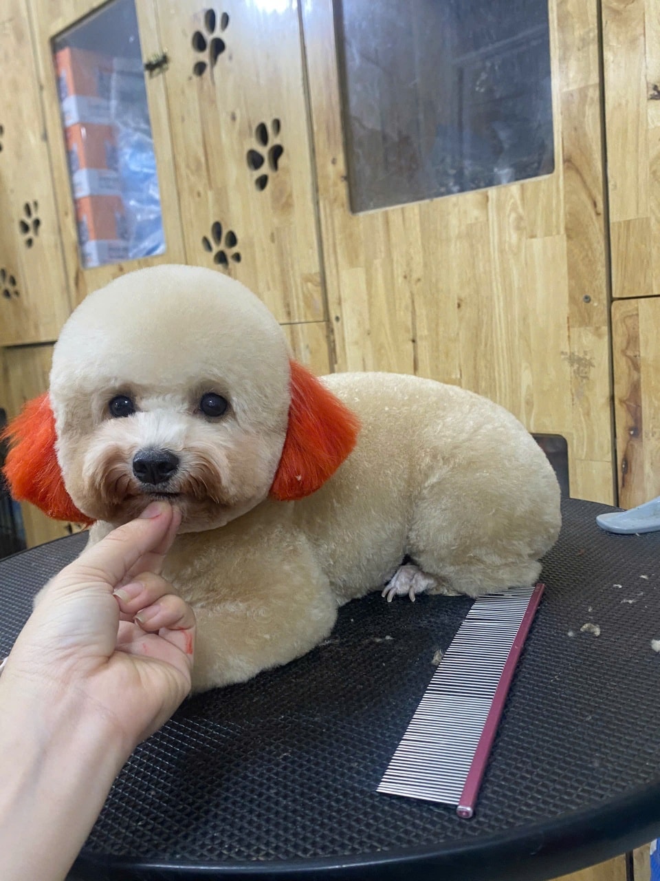 [🆕🇻🇳] Okyo Pet House – Shop Thú Cưng 🐶🦜 Top1Pets 🐱🐠 Cuối tuần ba mẹ có dự định gì chưa ạ  Nếu chưa ba mẹ đặt lịch Spa cho ngoan xinh yêu nhà mình nha  Bật mí cho ba mẹ hôm nay Spa đang trống lịch nhen
, shares-1✔️ , likes-0❤️️ , date-2025-10-26 16:32:30🐶🐱🇻🇳🇻🇳🇻🇳📰🆕