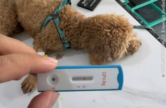 [🆕🇻🇳] HOME PET Clinic – Thú Y 24h Đà Nẵng 🐶🦜 Top1Pets 🐱🐠 Thời tiết thay đổi khiến sức đề kháng của chó mèo giảm, virus và vi khuẩn dễ xâm nhập hơn.
Việc tiêm đầy đủ vaccine định kỳ giúp phòng ngừa các bệnh nguy h , shares-1✔️ , likes-6❤️️ , date-2025-10-23 18:47:52🐶🐱🇻🇳🇻🇳🇻🇳📰🆕