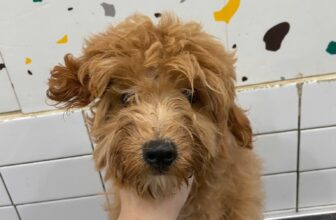 [🆕🇻🇳] PAO PET – CN Tân Bình – 10 Bàu Cát 1, P.14, Tân Bình, TPHCM 🐶🦜 Top1Pets 🐱🐠  TÌM CHỦ MỚI CHO BÉ POODLE BỊ BỎ QUÊNPao Pet hiện đang chăm sóc một bé Poodle nâu – đực, khoảng 5-6 tháng tuổi, đã cạo lông máu và hoàn toàn khỏe mạnh,  , shares-0✔️ , likes-0❤️️ , date-2025-10-29 21:26:38🐶🐱🇻🇳🇻🇳🇻🇳📰🆕