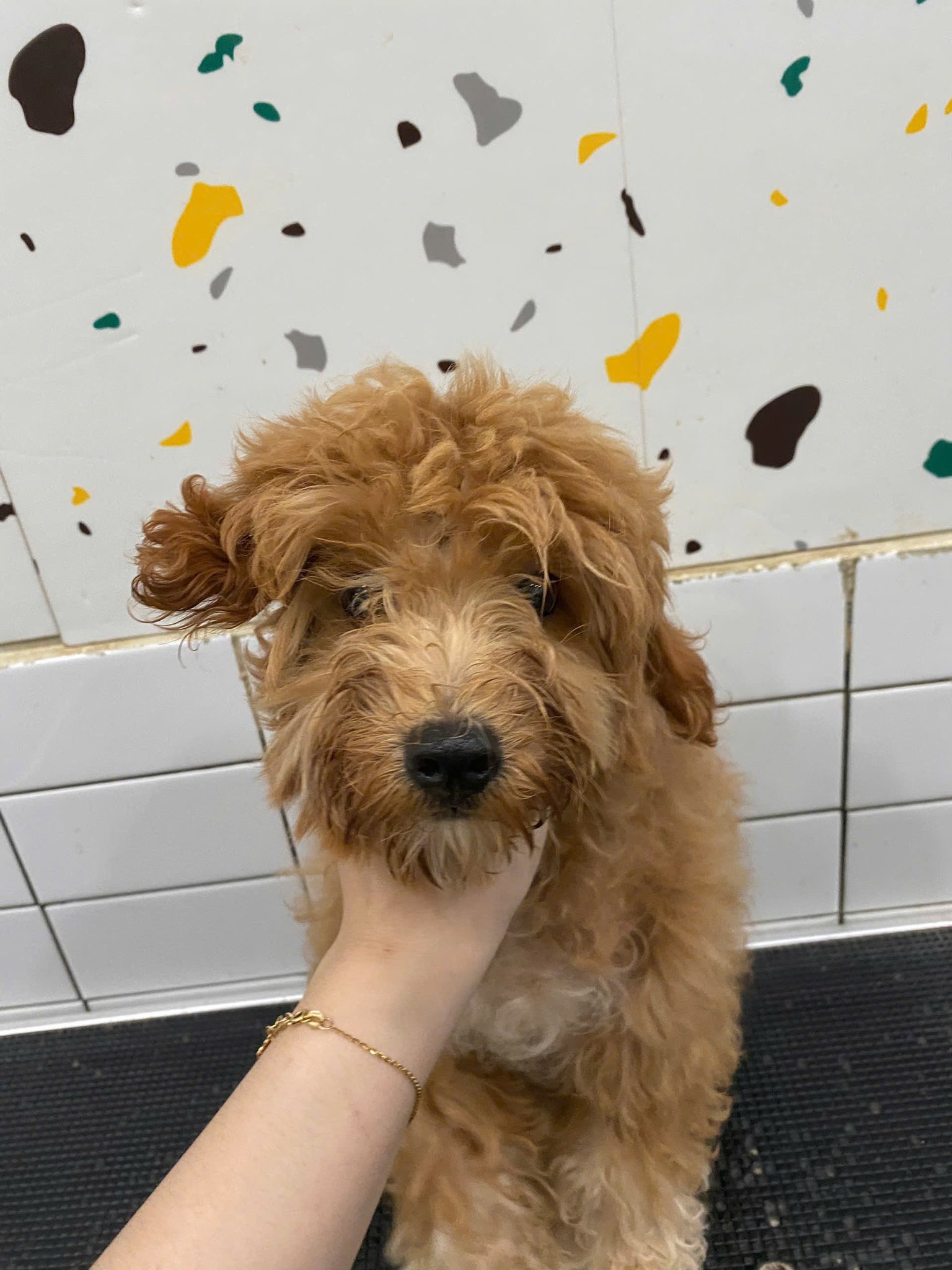 [🆕🇻🇳] PAO PET – CN Tân Bình – 10 Bàu Cát 1, P.14, Tân Bình, TPHCM 🐶🦜 Top1Pets 🐱🐠  TÌM CHỦ MỚI CHO BÉ POODLE BỊ BỎ QUÊNPao Pet hiện đang chăm sóc một bé Poodle nâu – đực, khoảng 5-6 tháng tuổi, đã cạo lông máu và hoàn toàn khỏe mạnh,  , shares-0✔️ , likes-0❤️️ , date-2025-10-29 21:26:38🐶🐱🇻🇳🇻🇳🇻🇳📰🆕