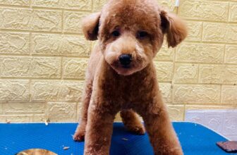 [🆕🇻🇳] Phòng Khám Thú Y Hà Đông GimoPet 🐶🦜 Top1Pets 🐱🐠 Combo đưa đón cắt tỉa_triệt sản, spa_tắm gội ạ!
Thứ 7Mưa gió
=))) Hỗ trợ đưa đón các bé luôn ạ.hãy để chúng tôi chăm sóc thú cưng của bạn__________ , shares-0✔️ , likes-2❤️️ , date-2025-10-26 00:49:04🐶🐱🇻🇳🇻🇳🇻🇳📰🆕