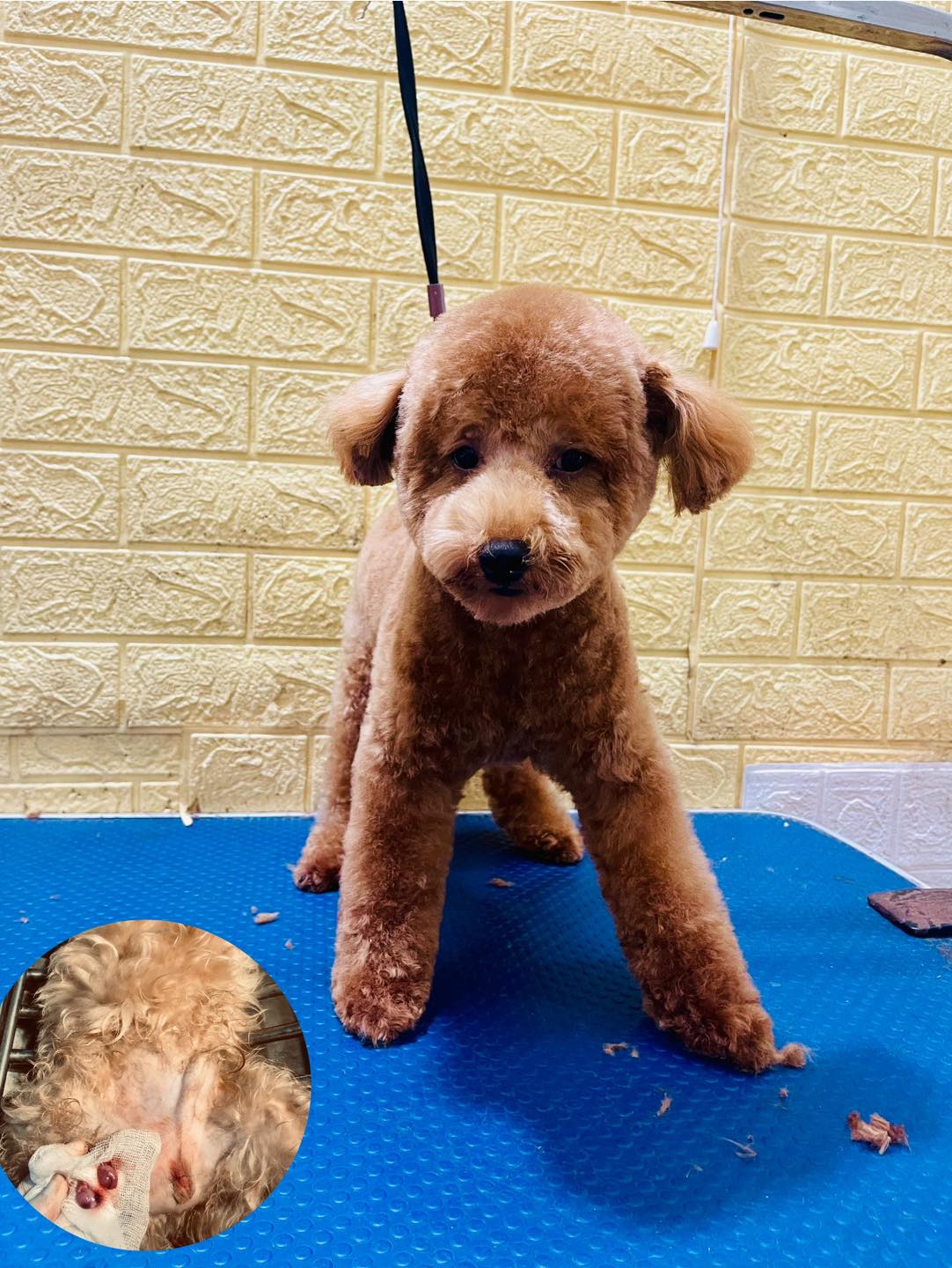 [🆕🇻🇳] Phòng Khám Thú Y Hà Đông GimoPet 🐶🦜 Top1Pets 🐱🐠 Combo đưa đón cắt tỉa_triệt sản, spa_tắm gội ạ!
Thứ 7Mưa gió
=))) Hỗ trợ đưa đón các bé luôn ạ.hãy để chúng tôi chăm sóc thú cưng của bạn__________ , shares-0✔️ , likes-2❤️️ , date-2025-10-26 00:49:04🐶🐱🇻🇳🇻🇳🇻🇳📰🆕