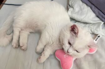 [🆕🇻🇳] Pupdy Vietnam – nơi Boss & Sen giải bầy nổi niềm 🐶🦜 Top1Pets 🐱🐠  Những món đồ chơi mềm mại  không chỉ là niềm vui, mà còn là người bạn tâm hồn của các bé mèoMèo là loài tinh tế, chúng yêu sự nhẹ nhàng, ấm áp, và an to , shares-1✔️ , likes-72❤️️ , date-2025-10-28 22:21:53🐶🐱🇻🇳🇻🇳🇻🇳📰🆕