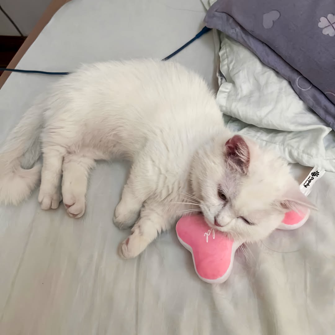 [🆕🇻🇳] Pupdy Vietnam – nơi Boss & Sen giải bầy nổi niềm 🐶🦜 Top1Pets 🐱🐠  Những món đồ chơi mềm mại  không chỉ là niềm vui, mà còn là người bạn tâm hồn của các bé mèoMèo là loài tinh tế, chúng yêu sự nhẹ nhàng, ấm áp, và an to , shares-1✔️ , likes-72❤️️ , date-2025-10-28 22:21:53🐶🐱🇻🇳🇻🇳🇻🇳📰🆕