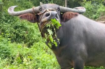 [🆕🇻🇳] YAN Pets 🐶🦜 Top1Pets 🐱🐠  , shares-2✔️ , likes-453❤️️ , date-2025-10-31 05:00:04🐶🐱🇻🇳🇻🇳🇻🇳📰🆕